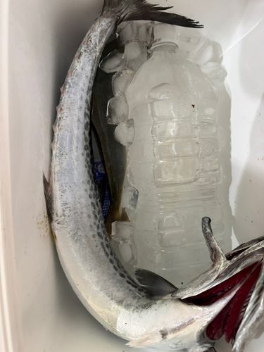 釣果
