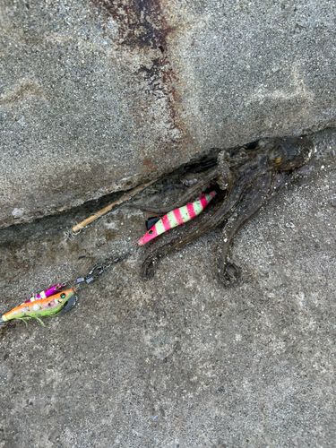 タコの釣果