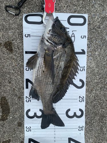 チヌの釣果