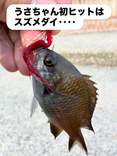 スズメダイの釣果