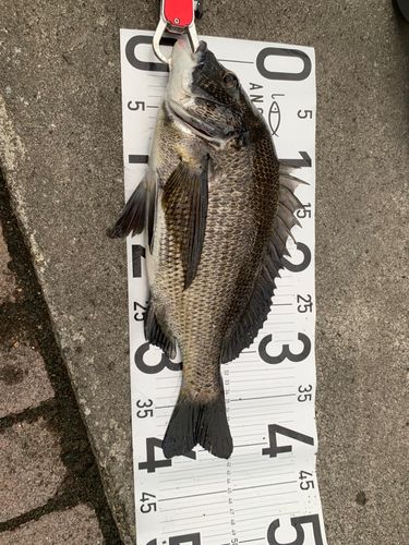 チヌの釣果