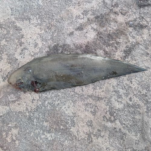クロウシノシタの釣果