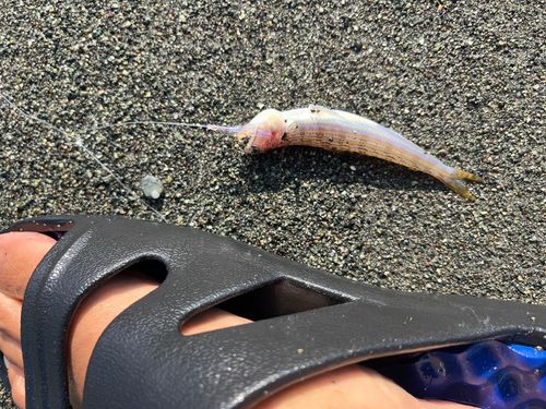 エソの釣果