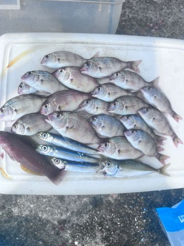 タイの釣果