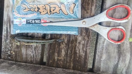 マハゼの釣果