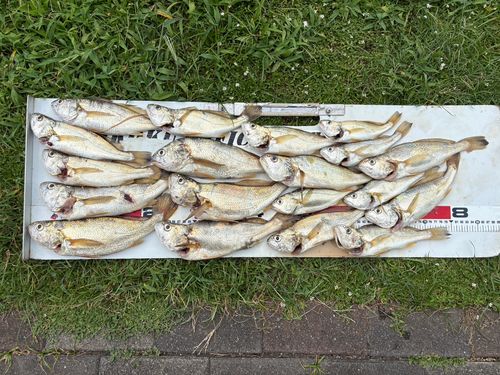 イシモチの釣果