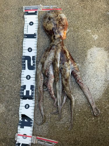 タコの釣果