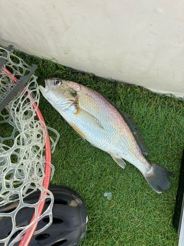 シログチの釣果