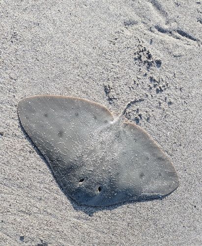 ツバクロエイの釣果