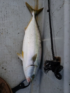 ハマチの釣果