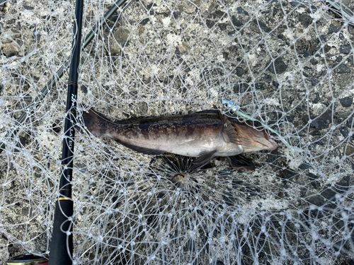 アイナメの釣果