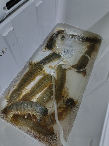 釣果
