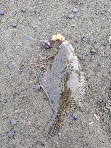 カレイの釣果
