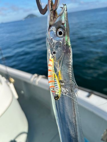 タチウオの釣果