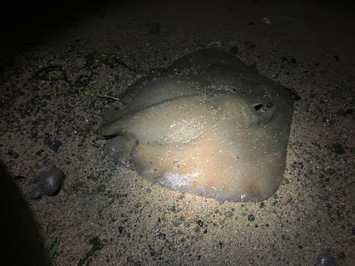 アカエイの釣果
