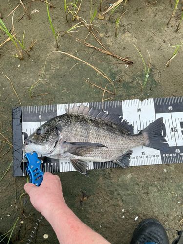 チヌの釣果