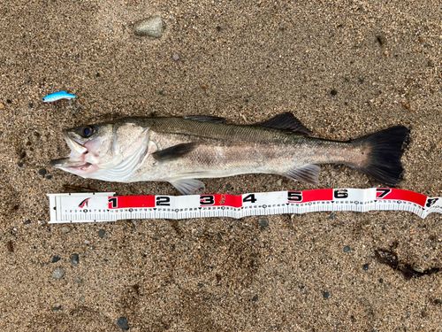 セイゴ（マルスズキ）の釣果