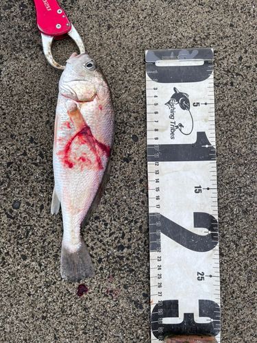 イシモチの釣果