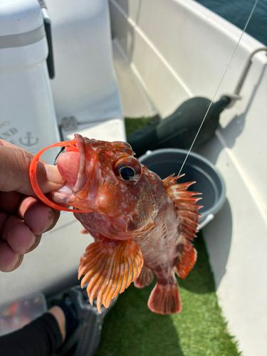 ガシラの釣果