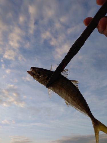 マアジの釣果