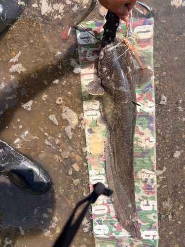 ナマズの釣果