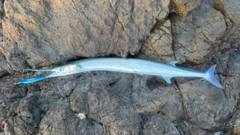 ダツの釣果