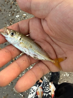 シロギスの釣果