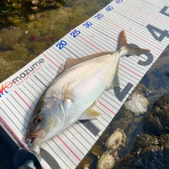 シオの釣果