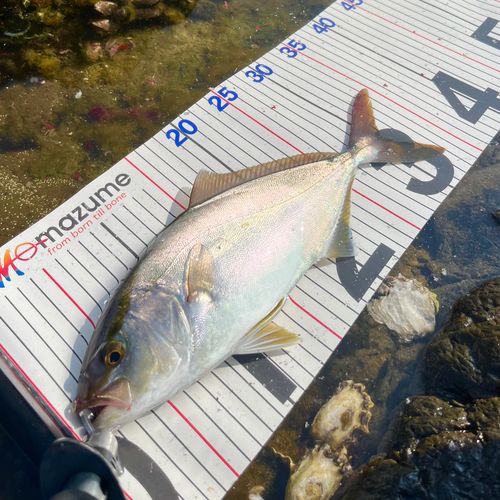 シオの釣果