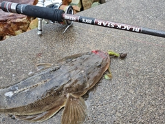 マゴチの釣果