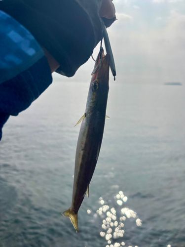 カマスの釣果