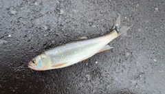 ハスの釣果