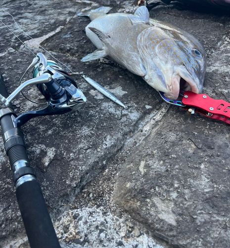 コロダイの釣果