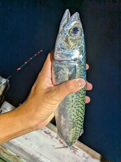 サバの釣果