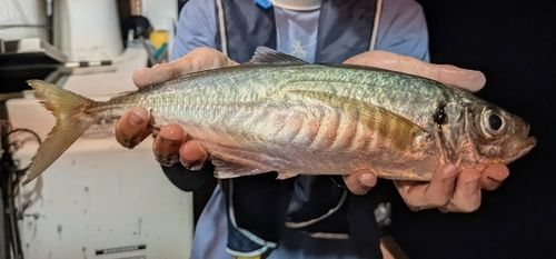 マアジの釣果
