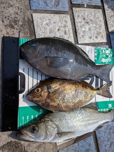 メジナの釣果