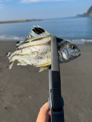 シマイサキの釣果