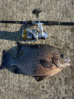 イシガキダイの釣果