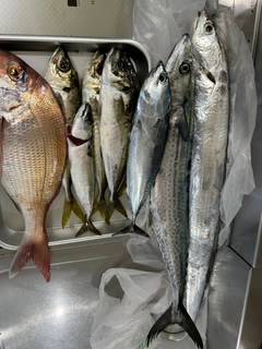 タイの釣果