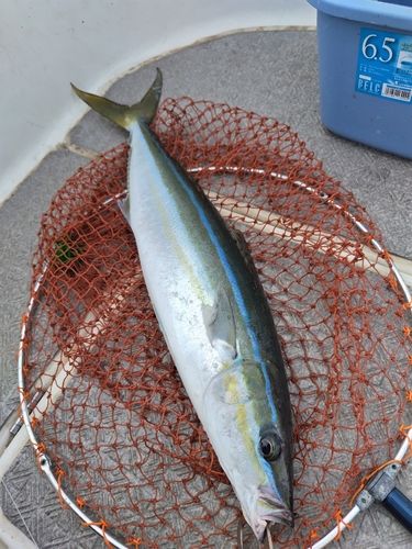 ツムブリの釣果