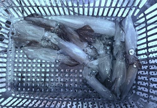 マイカの釣果