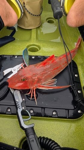 ホウボウの釣果