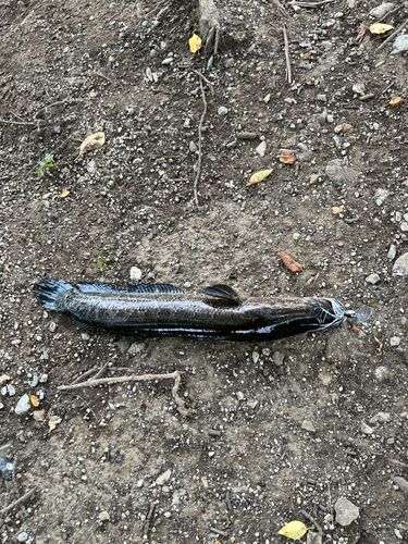 ライギョの釣果