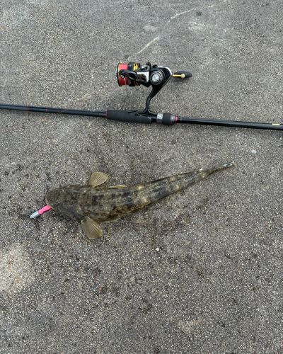 マゴチの釣果