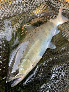 ヤマメの釣果