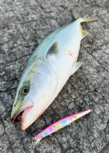 ハマチの釣果