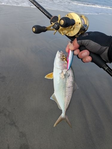 ショゴの釣果