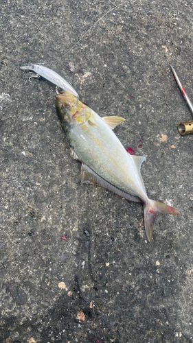 ショゴの釣果