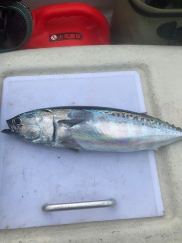 ソウダガツオの釣果