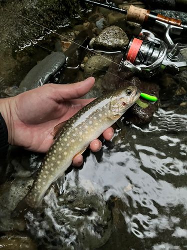 イワナの釣果